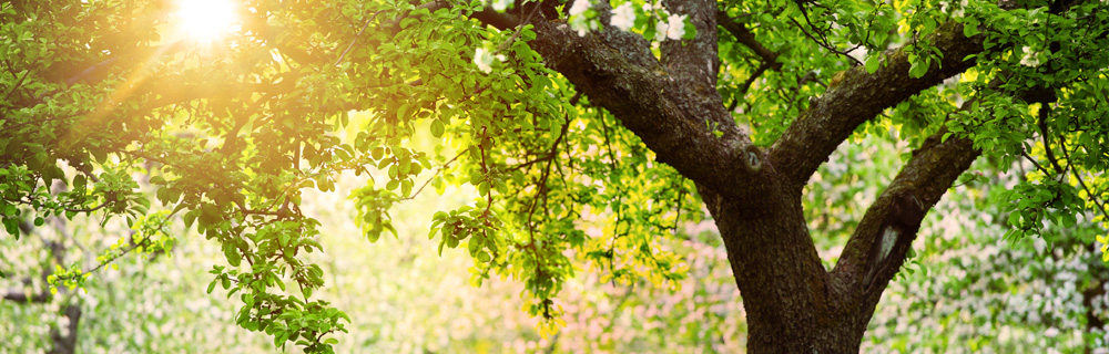 À propos du réseau Green Garden